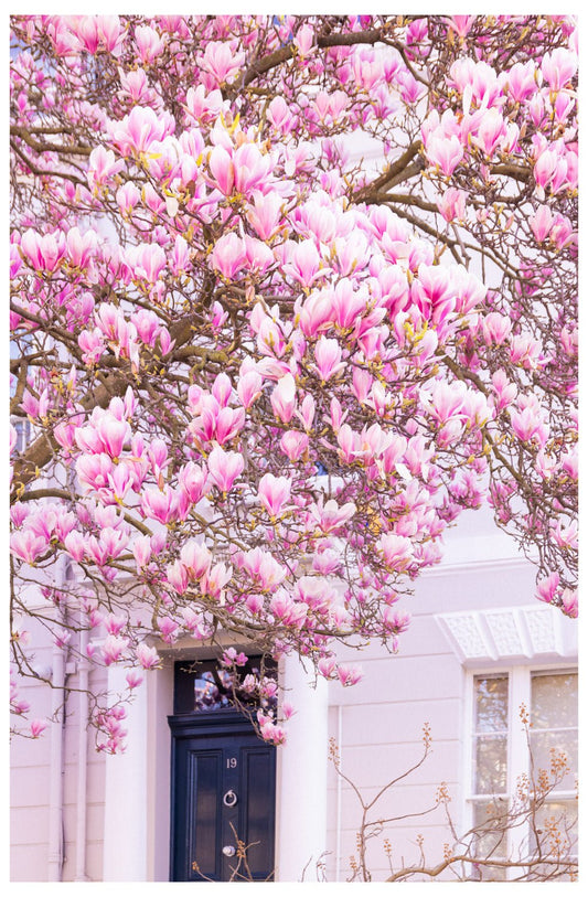 London-In-Bloom Art Print - Pink Magnolia Tree Wall Decor - Rue Paradis Art Prints