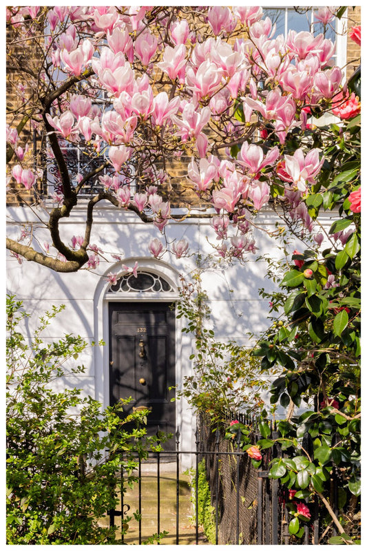 London Wall Art - Pink Magnolia Tree - Spring Art Print - Rue Paradis Art Prints