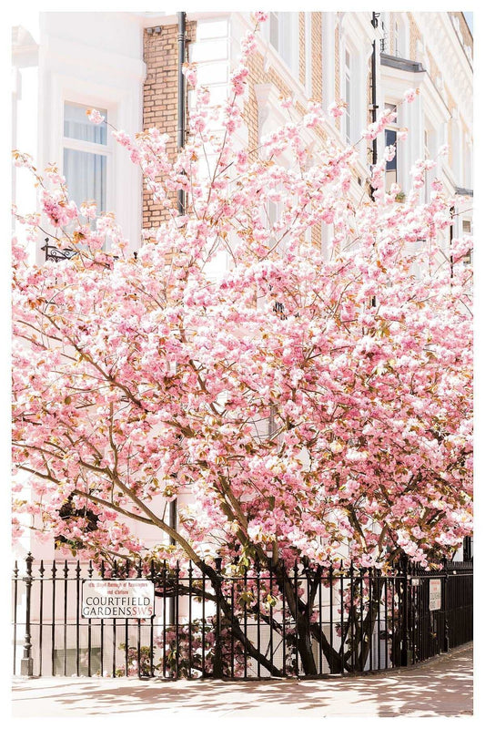 Cherry Blossom Wall Art - London Blossom Art Print Giclée Rue Paradis Art Prints
