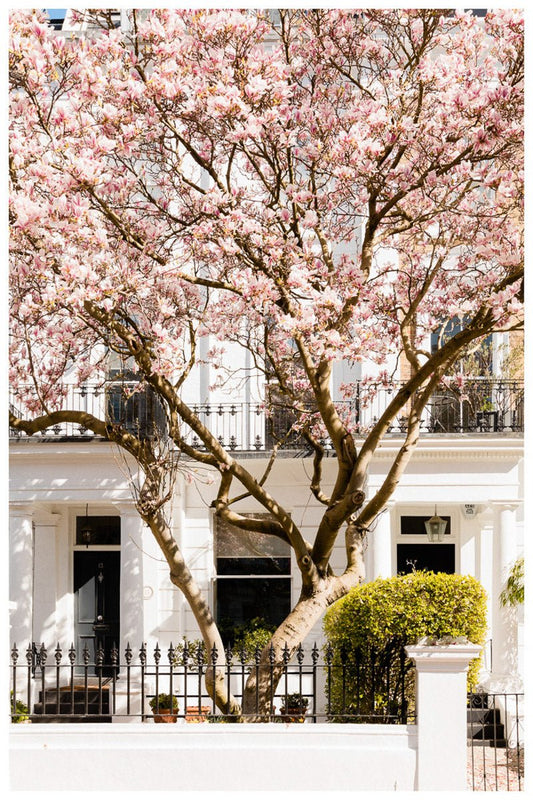 London Pink Magnolia Blossom Art Print, Spring Home Decor - Rue Paradis Art Prints