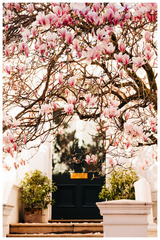 London Spring art print wall art, Pink Blossom Magnolia Tree - Rue Paradis Art Prints