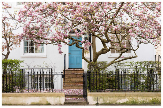 London Spring Home Decor, Pink Magnolia Tree Art Print - Rue Paradis Art Prints