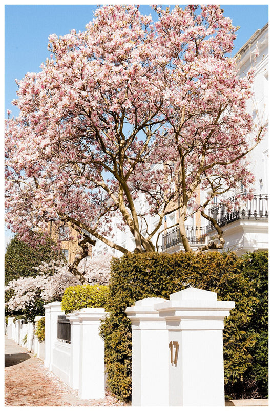 London Springtime, Magnolia Tree in Bloom, London Art Print - Rue Paradis Art Prints