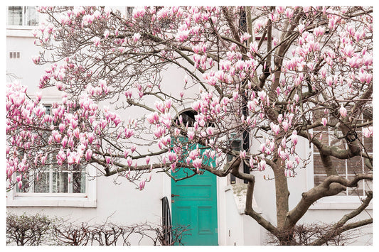 Picture of a Magnolia Tree - London Spring Wall Art - Rue Paradis Art Prints